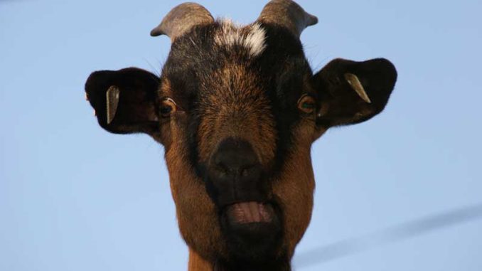 bock Q-Cells: Vom Gläubiger zum Sündenbock / Quelle: Stockata.de