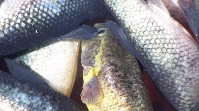 fische-im-eimer Tote Fische: Wer Reisemängel reklamieren möchte, muss sich beeilen / Foto: © Rüdiger v. Schönfels