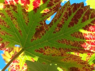 Herbstlaub: Vorsicht Rutschgefahr / Foto: © Rüdiger v. Schönfels