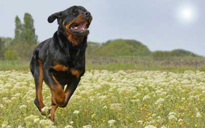 hund Hund: Artgerecht kommunizieren, Angriffe verhindern / Quelle: Fotolia