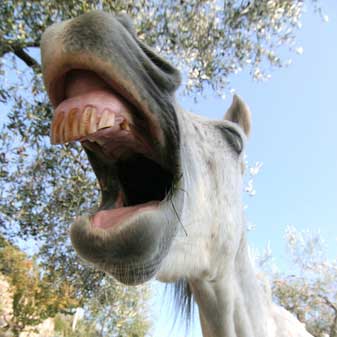pferd Pferd: Rechtsstreit um Rülpser / Quelle: Fotolia