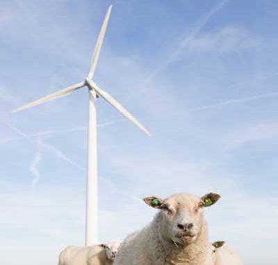 windenergie-schafe Windenergie: Anleger geprellt / Quelle: Fotolia
